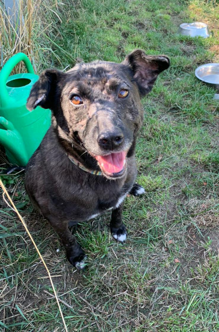 Bild 11: Kotangens ist eine ruhige und unauffällige Hundedame.