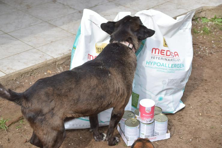 Bild 10: Kotangens ist eine ruhige und unauffällige Hundedame.