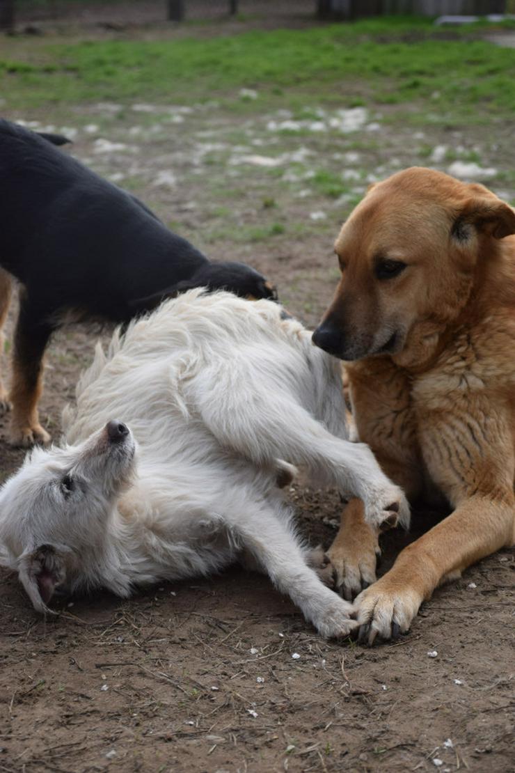 Bild 10: Chanel ist eine liebe, neugierige Junghündin.