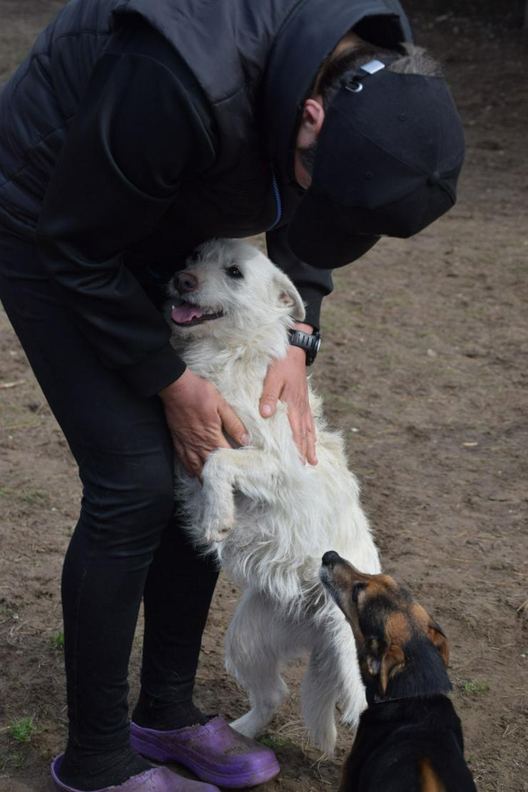 Bild 11: Chanel ist eine liebe, neugierige Junghündin.