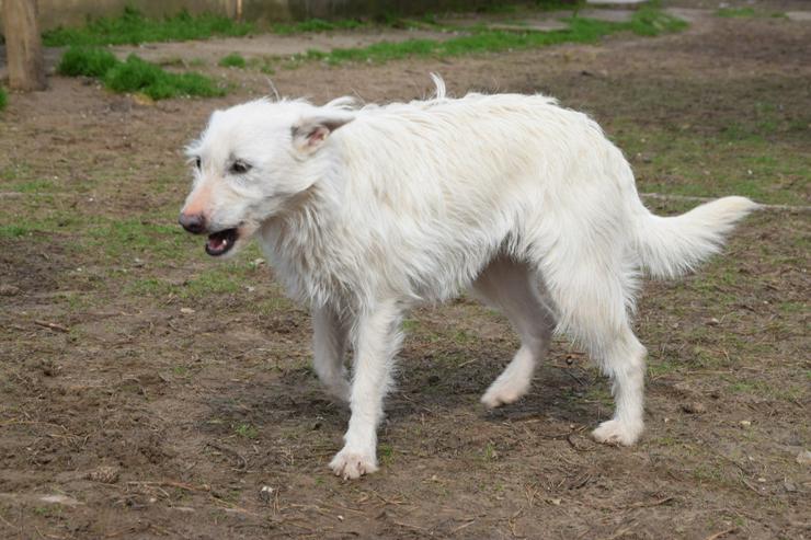 Bild 6: Chanel ist eine liebe, neugierige Junghündin.