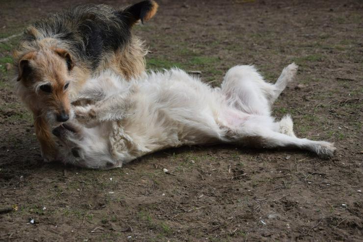 Bild 9: Chanel ist eine liebe, neugierige Junghündin.