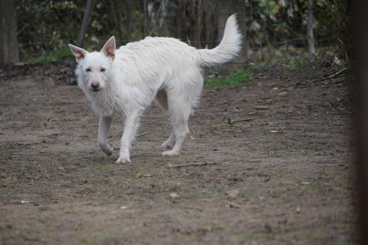 Bild 8: Chanel ist eine liebe, neugierige Junghündin.