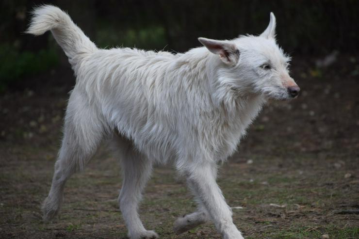 Bild 5: Chanel ist eine liebe, neugierige Junghündin.