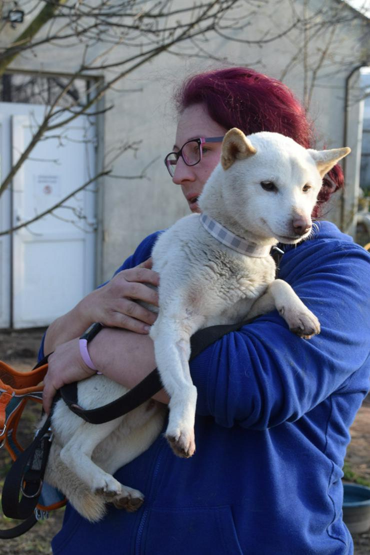 Bild 8: Lemon wurde auf der Straße ohne Chip gefunden.