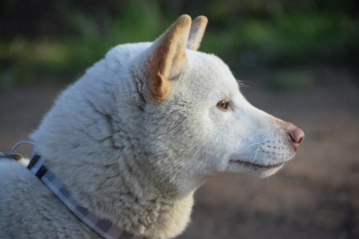 Bild 5: Lemon wurde auf der Straße ohne Chip gefunden.