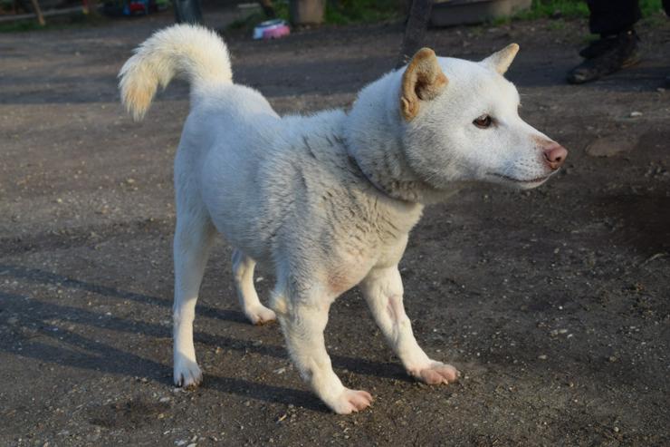 Bild 6: Lemon wurde auf der Straße ohne Chip gefunden.