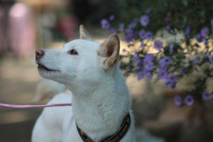Lemon wurde auf der Straße ohne Chip gefunden.