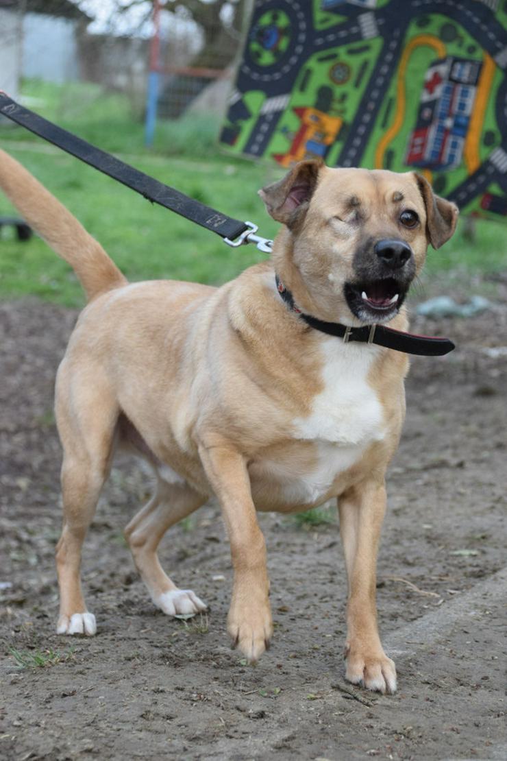 Bild 6: Popeye ist ein charmanter Junghund.