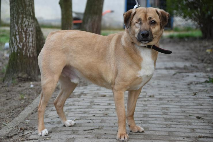 Bild 3: Popeye ist ein charmanter Junghund.