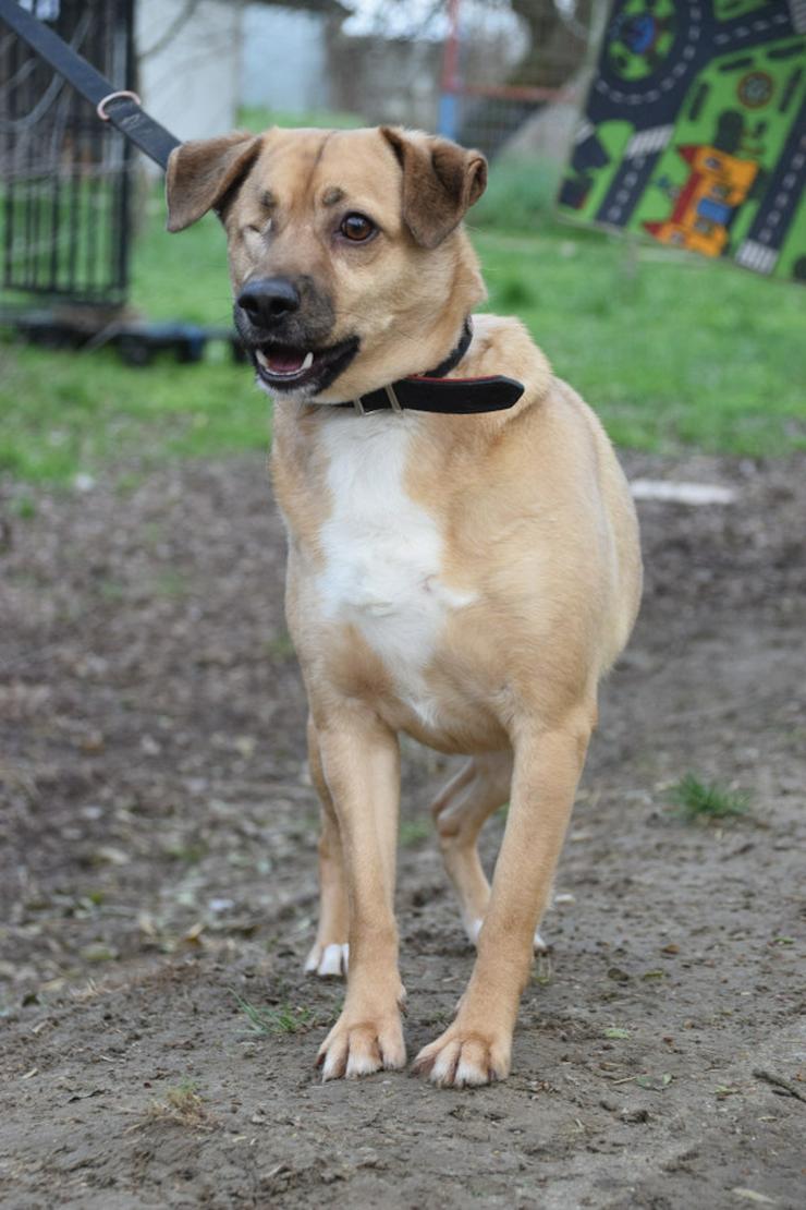 Bild 2: Popeye ist ein charmanter Junghund.