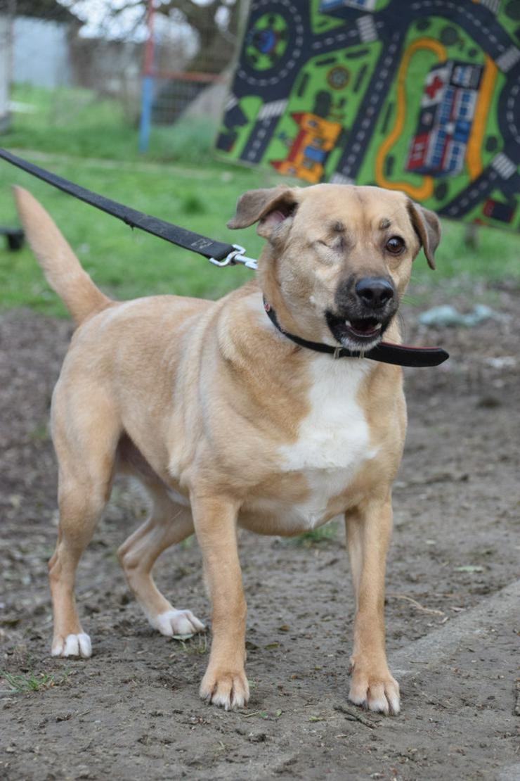 Bild 5: Popeye ist ein charmanter Junghund.