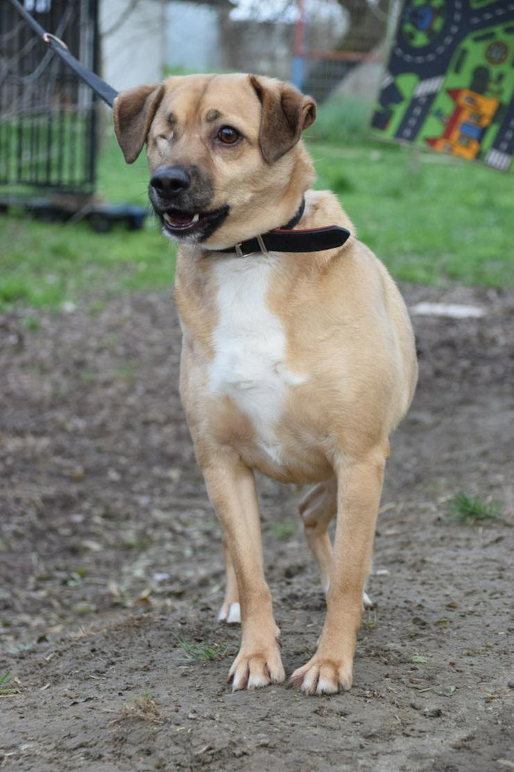 Bild 4: Popeye ist ein charmanter Junghund.