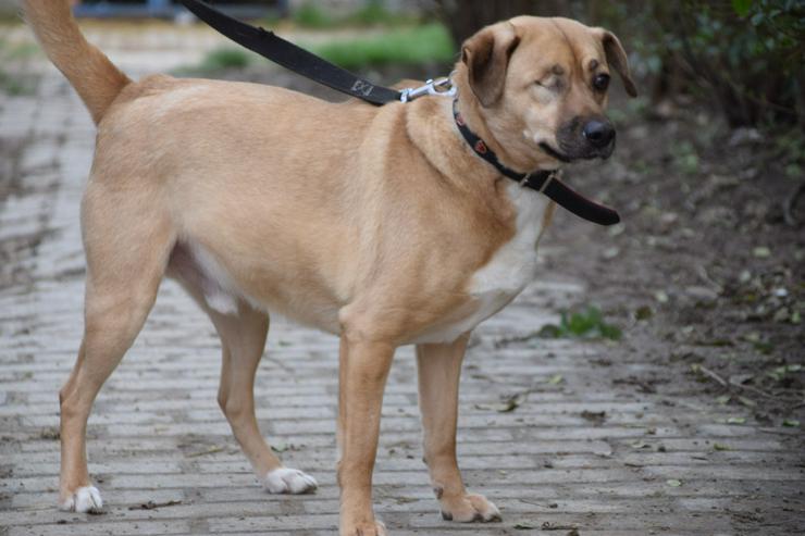 Bild 7: Popeye ist ein charmanter Junghund.