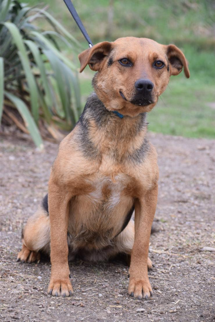 Bild 3: Georgina ist eine entzückende Hündin, die ein neues Zuhause sucht.