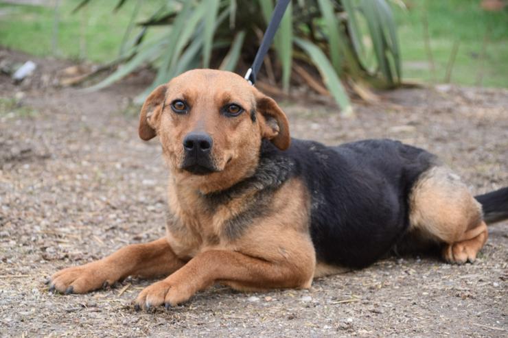 Bild 2: Georgina ist eine entzückende Hündin, die ein neues Zuhause sucht.