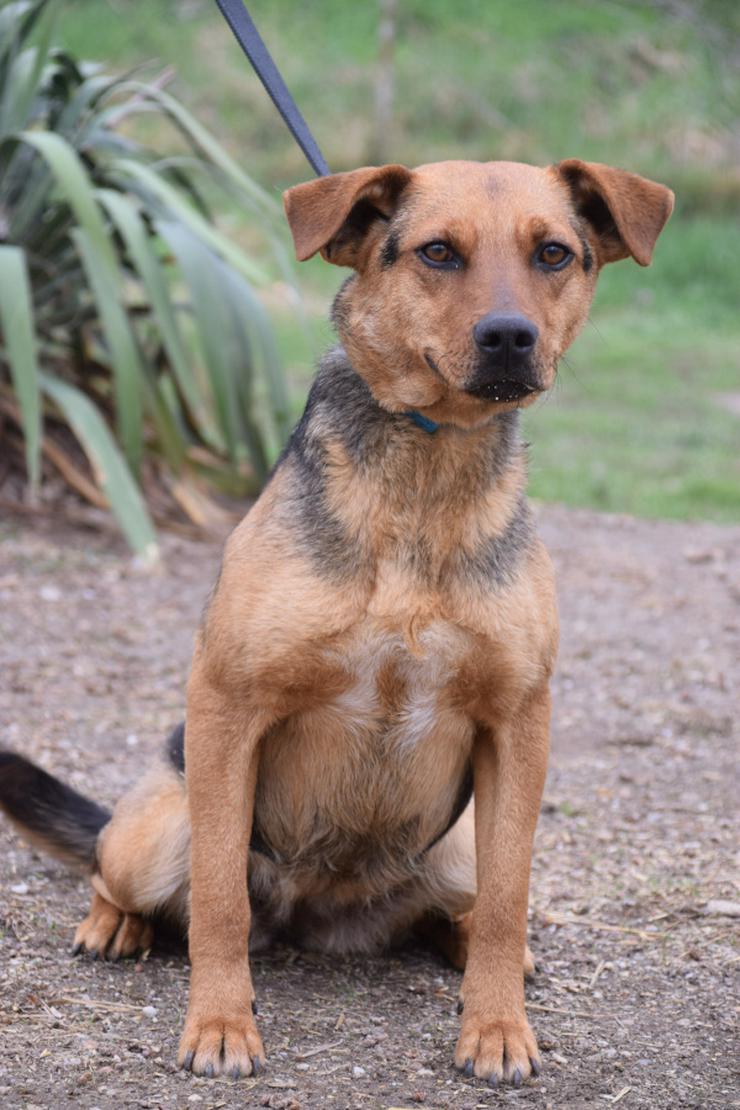 Georgina ist eine entzückende Hündin, die ein neues Zuhause sucht.