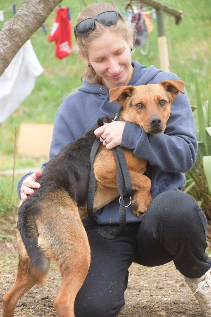 Bild 5: Georgina ist eine entzückende Hündin, die ein neues Zuhause sucht.