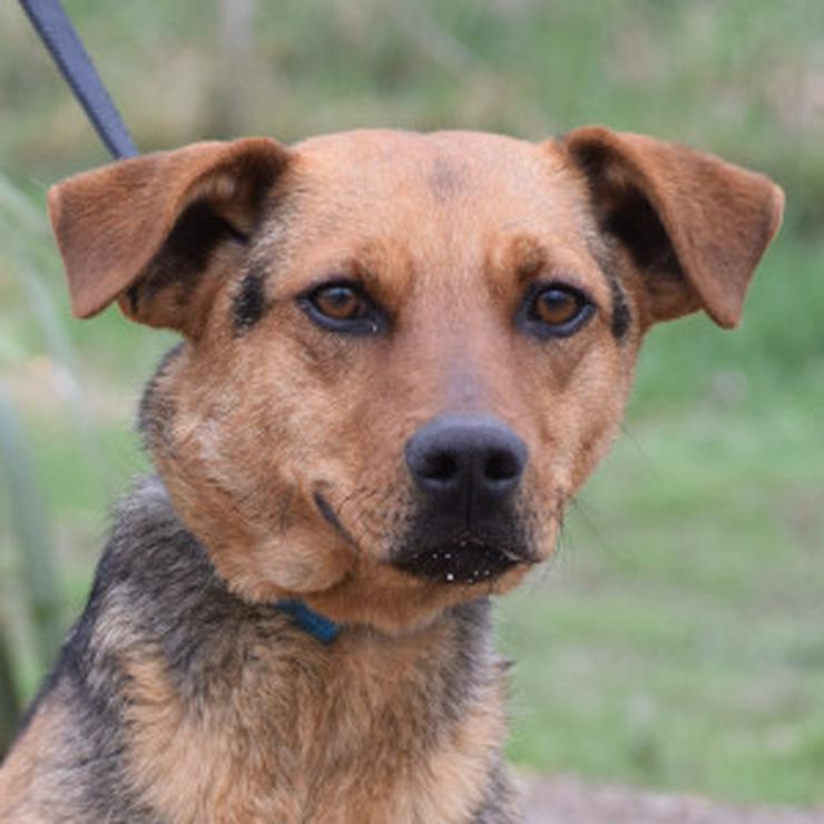 Bild 6: Georgina ist eine entzückende Hündin, die ein neues Zuhause sucht.