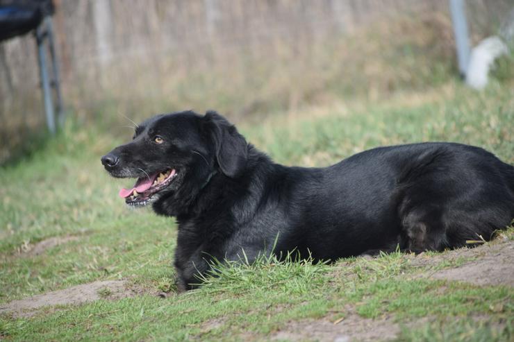 Bild 4: Poldi ist ein ruhiger, guter Junge.