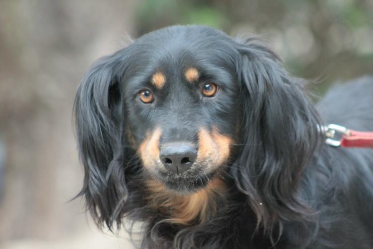 Bild 3: Serena ist eine bildhübsche Gordon Setter Mix Hündin.