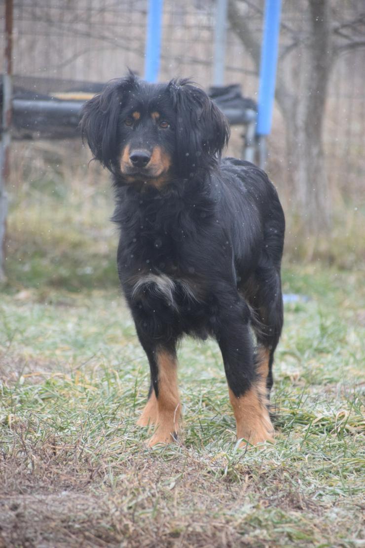 Bild 9: Serena ist eine bildhübsche Gordon Setter Mix Hündin.