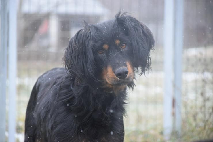 Bild 10: Serena ist eine bildhübsche Gordon Setter Mix Hündin.