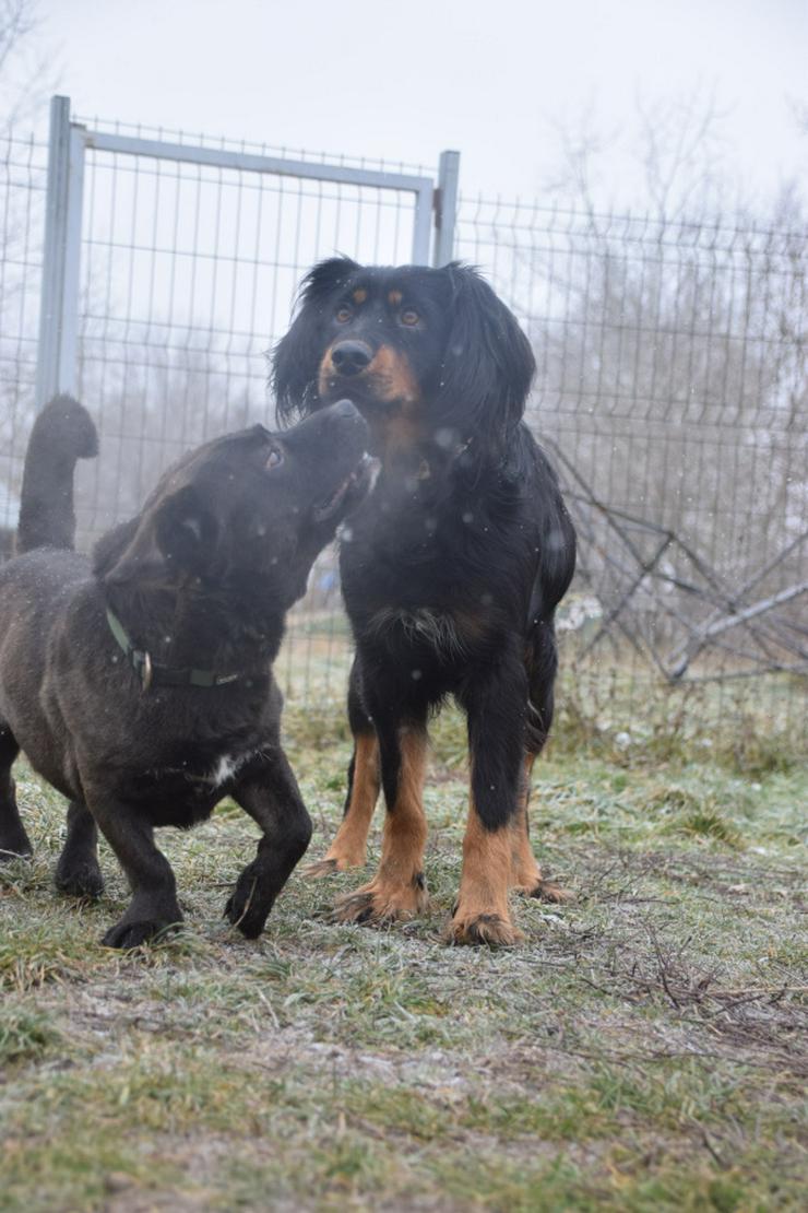 Bild 12: Serena ist eine bildhübsche Gordon Setter Mix Hündin.