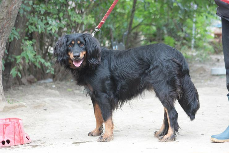 Bild 2: Serena ist eine bildhübsche Gordon Setter Mix Hündin.