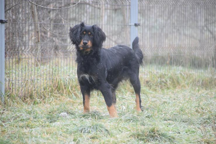 Bild 6: Serena ist eine bildhübsche Gordon Setter Mix Hündin.