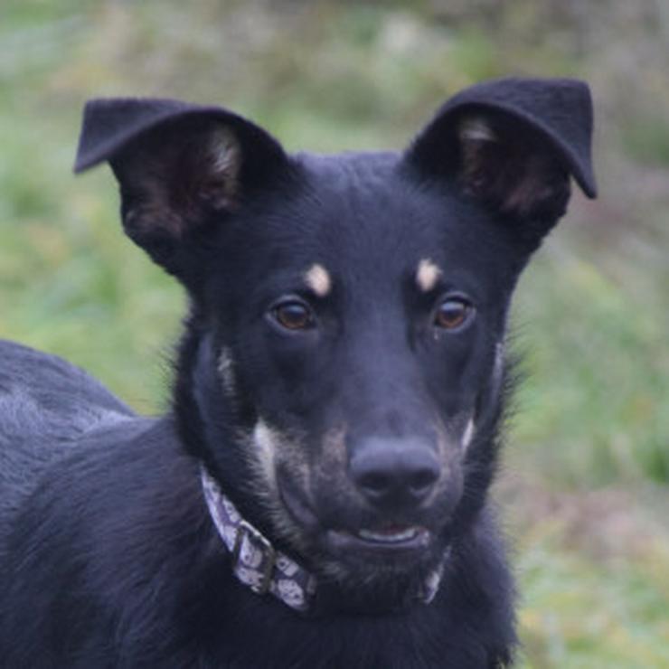 Bild 10: Dobby ist ein äußerst freundlicher und menschenbezogener Hund.