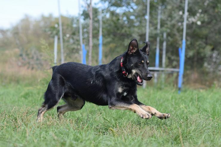 Bild 9: Dobby ist ein äußerst freundlicher und menschenbezogener Hund.