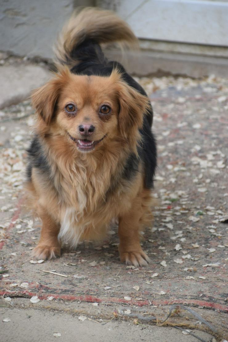 Bild 3:  Felia ist eine entzückende, kleine Mischlingshündin.