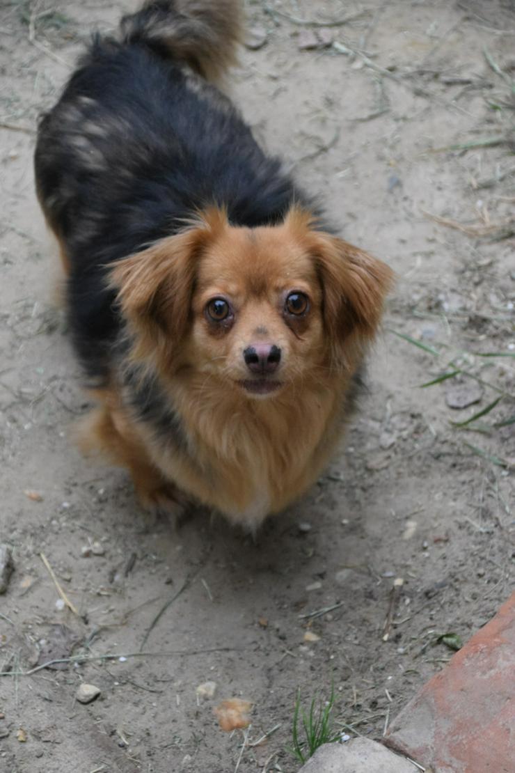 Bild 6:  Felia ist eine entzückende, kleine Mischlingshündin.