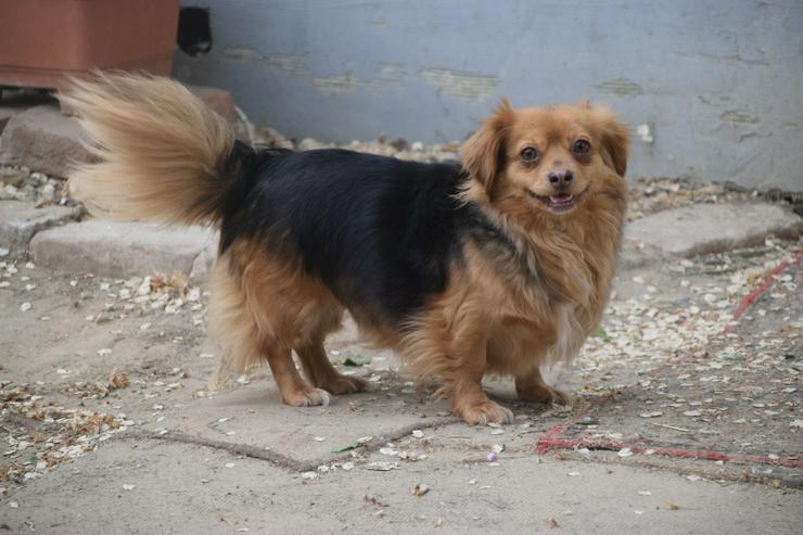 Bild 7:  Felia ist eine entzückende, kleine Mischlingshündin.