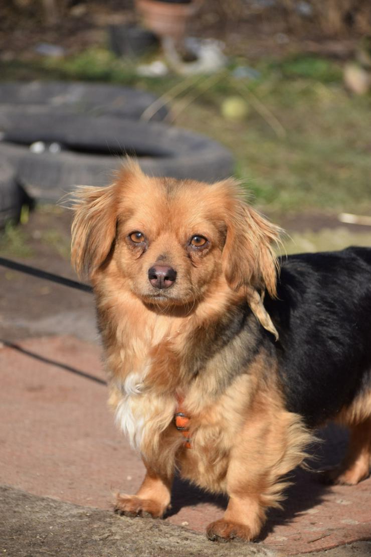 Bild 11:  Felia ist eine entzückende, kleine Mischlingshündin.