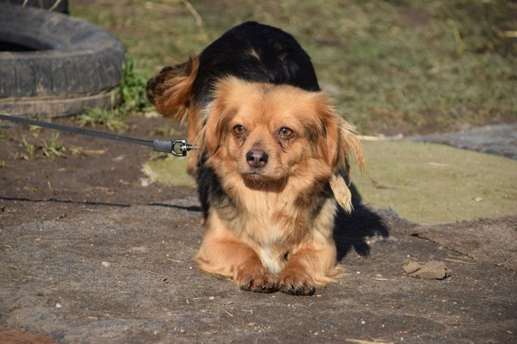 Bild 10:  Felia ist eine entzückende, kleine Mischlingshündin.