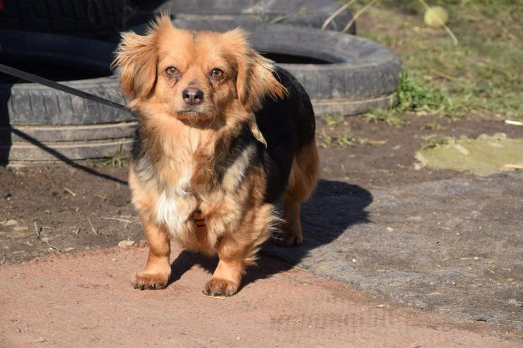 Bild 9:  Felia ist eine entzückende, kleine Mischlingshündin.