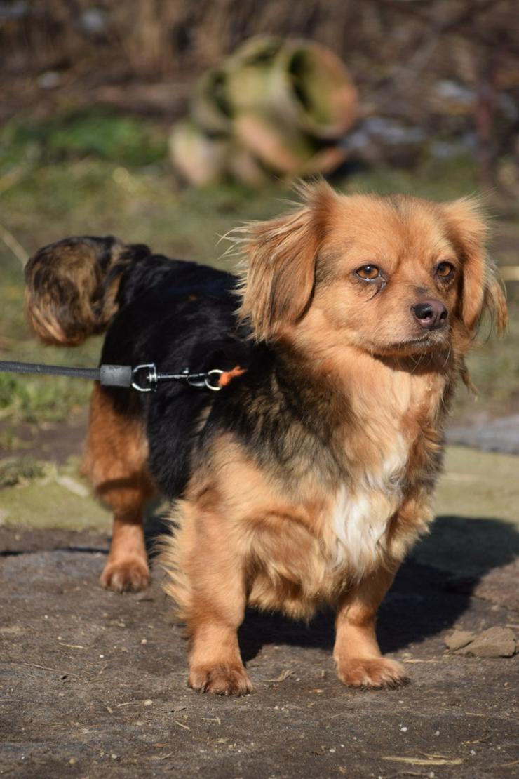 Bild 12:  Felia ist eine entzückende, kleine Mischlingshündin.