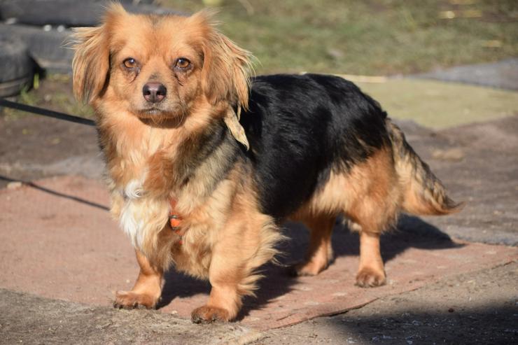 Bild 4:  Felia ist eine entzückende, kleine Mischlingshündin.