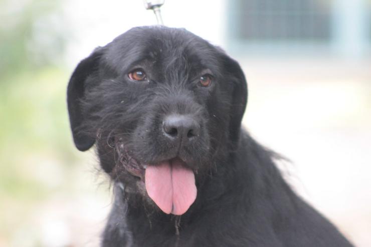 Kompot ist ein hübscher, großer Kerl.