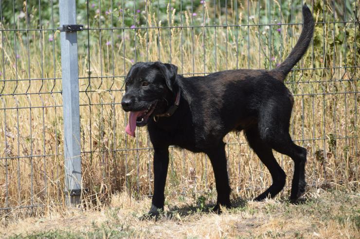 Bild 7: Kompot ist ein hübscher, großer Kerl.