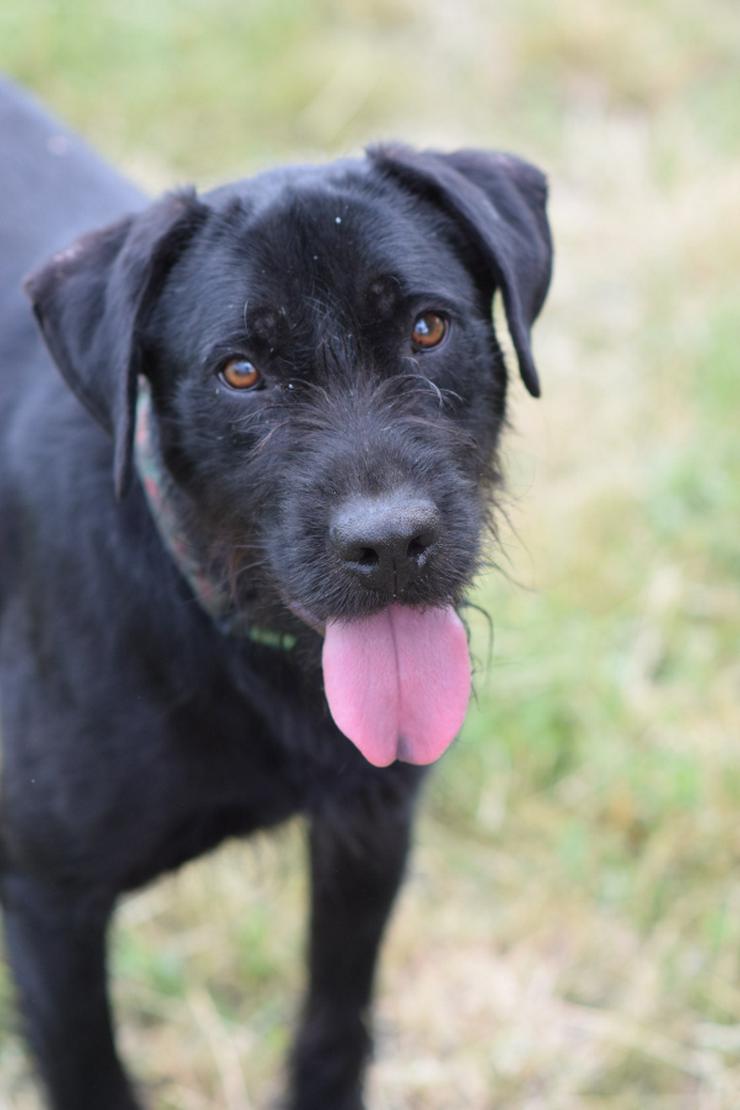 Bild 2: Kompot ist ein hübscher, großer Kerl.