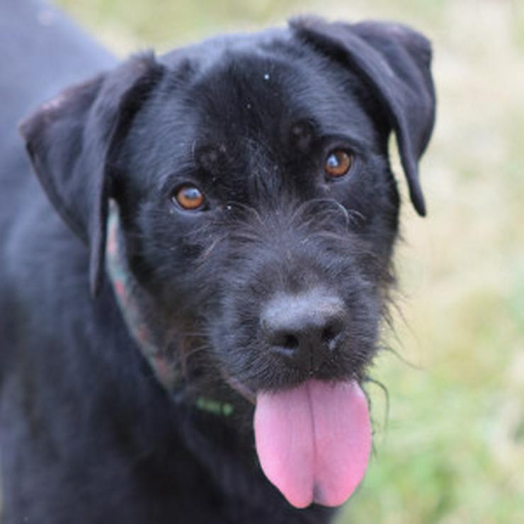 Bild 10: Kompot ist ein hübscher, großer Kerl.