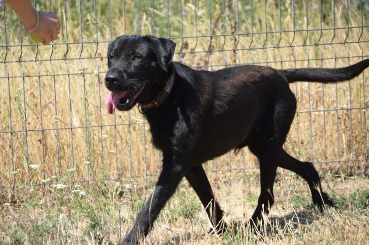 Bild 6: Kompot ist ein hübscher, großer Kerl.