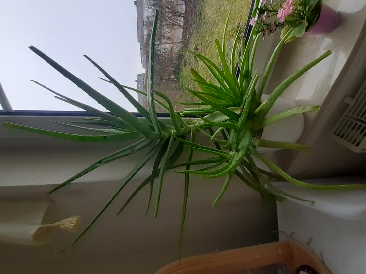 Aloe Vera Pflanze
