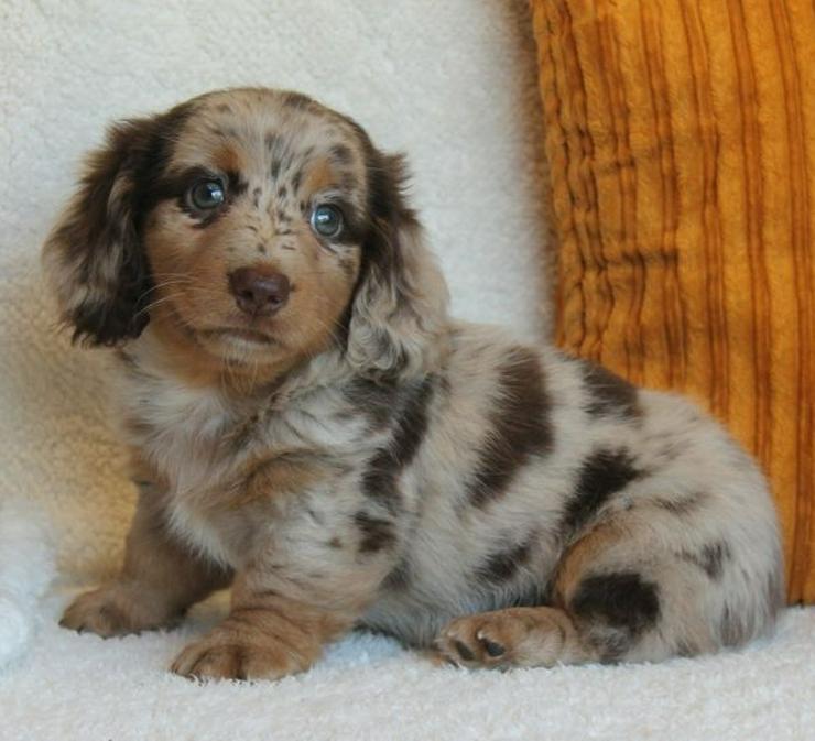 Dachshund Puppies Available For Rehomimg