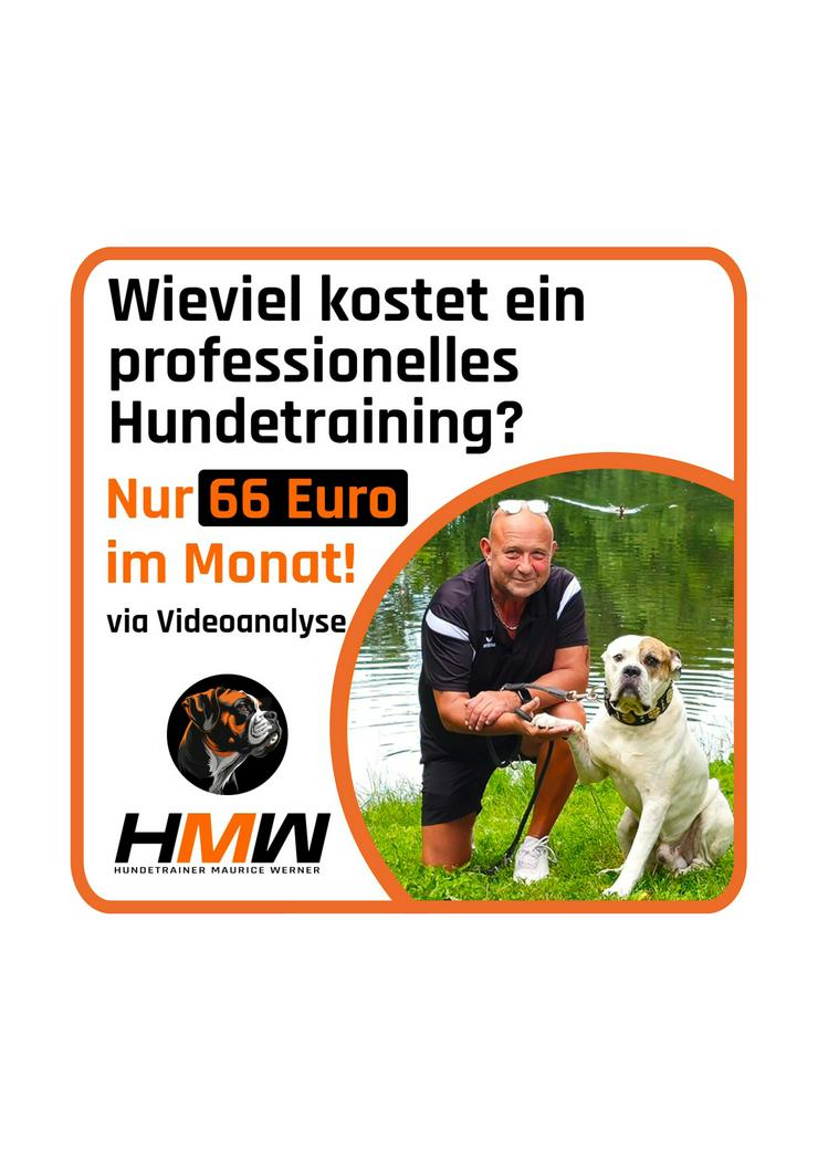 Professionelles Hundetraining – Persönlich oder auch via Video
