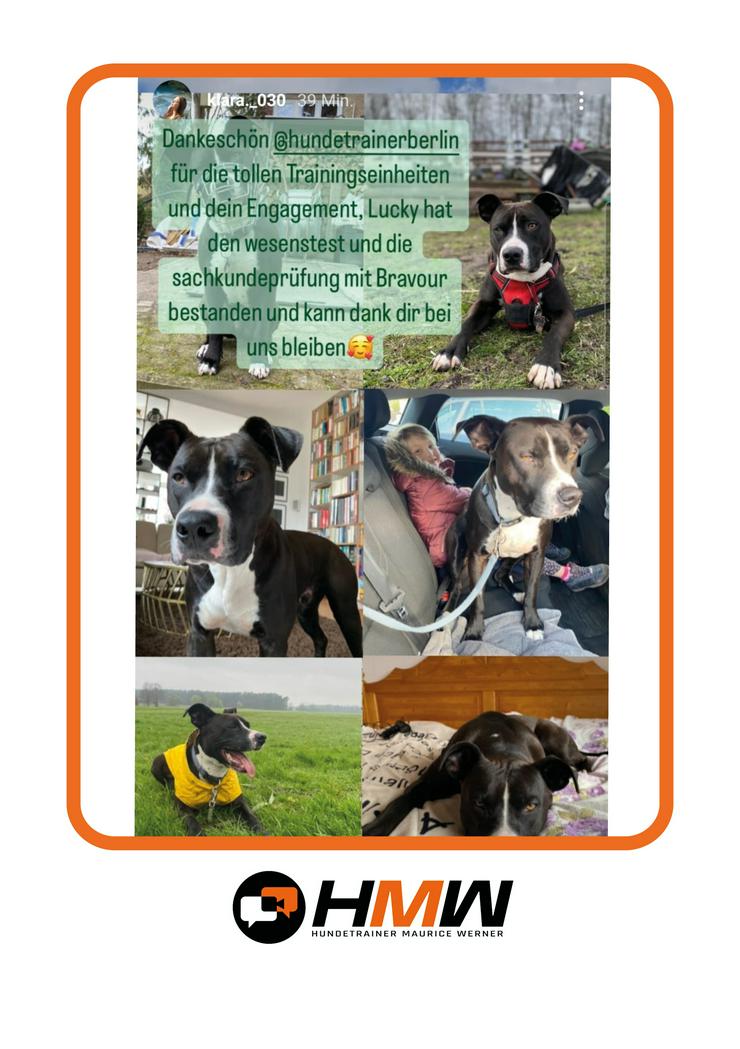 Bild 6: Professionelles Hundetraining – Persönlich oder auch via Video