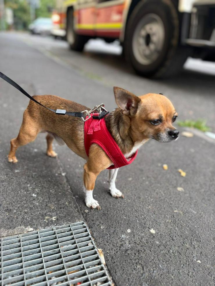 Bild 3: Rambo Sucht neue Zuhause